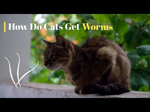 How Do Cats Get Worms | Prevention and Treatment