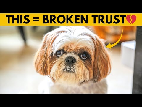 14 Things Shih Tzus HATE (#1 Might Surprise You)