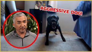 Cesar meets a territorial aggressive dog! | Cesar 911