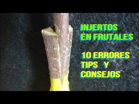Grafts in fruit - Ten Mistakes to Grafting, Tips and Tricks