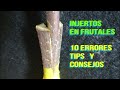 grafts in fruit ten mistakes to grafting tips and tricks