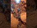 Bull Ants Vs Cricket!