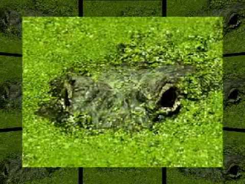 Tony Joe White - Swamp Water - Deep Cuts album