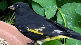 Download lagu Black Siskin | Aviary Birds mp3