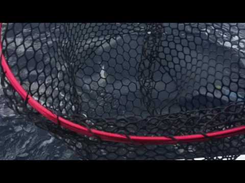 Fishing The Fad for Mahi Mahi