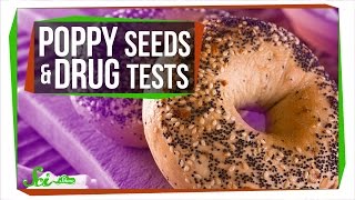 Can Poppy Seeds Make You Fail a Drug Test?