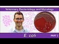 Escherichia Coli Part 1 Veterinary Bacteriology And Mycology