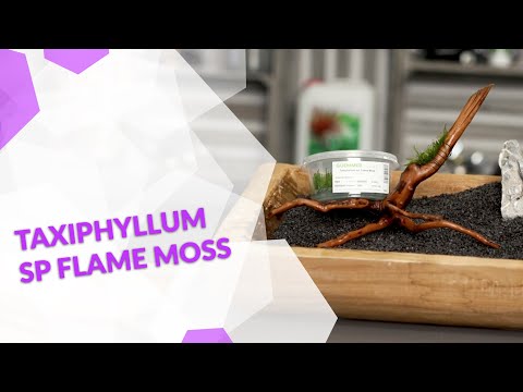 Taxiphyllum sp Flame Moos, das Flammenmoos fürs Aquarium, ein Moos, das wie Flammenlodern aussieht!