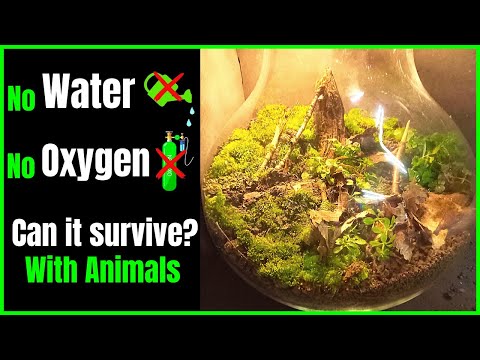 image-What are the 3 things needed for a self sustaining ecosystem?