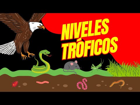 FLUJO DE ENERGIA EN LOS ECOSISTEMAS |Niveles Tróficos (Productores, Consumidores y Descomponedores)