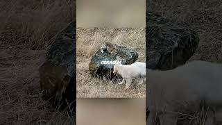 Um cachorrinho perdido encontrou uma nova família
