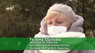 Весняний подарунок: у Харківському ботсаду зацвіли підсніжники