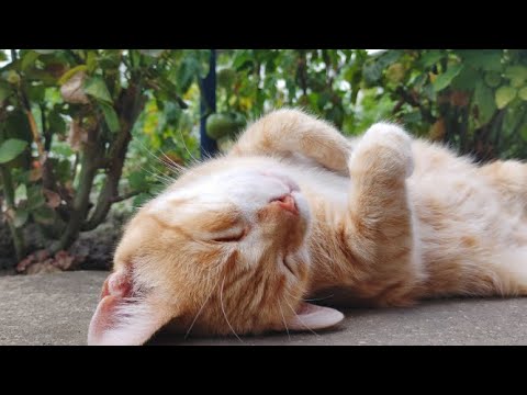 Cat in REM sleep | 8K VIDEO