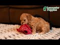 Toy Poodle dogs for sale: Bella   - Video 1