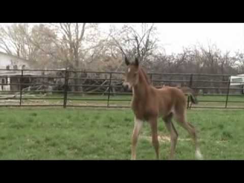 Marwan Al magnifico Filly