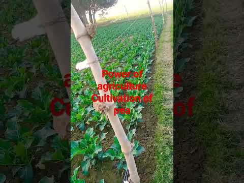 , title : 'power of agriculture #scientific cultivation of pea#natural senerio of my village #apex agri point'