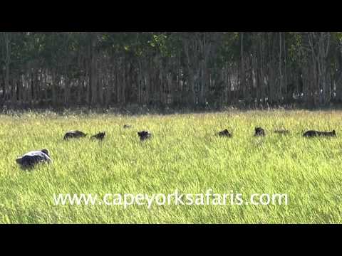 Wild boar caught by hand, no gun, no knife, no dogs!