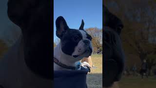 ワンコが代々木公園で仏頂面を発揮🥲#shorts