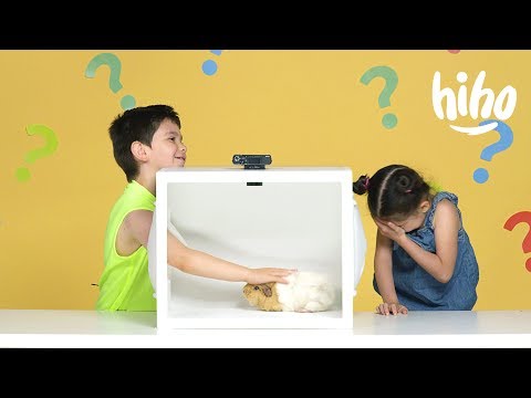 ソーセージとウィッグとモルモットの子供たち｜箱の中身を当てよう！｜HiHo Kids  | ハイホーキッズ