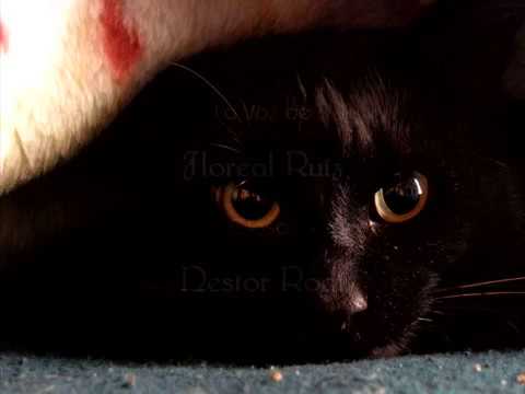 Cómo se muere de amor - Alfredo de Angelis - Floreal Ruíz