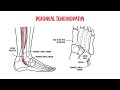 Lateral Ankle Pain Anatomy And Causes Of Pain In The Outer Part Of The Ankle