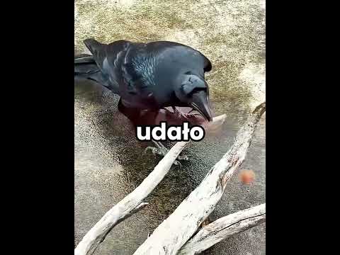 The smartest crow ever 🧠🐦‍⬛