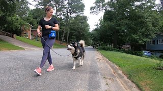 Loose Leash Walking 101