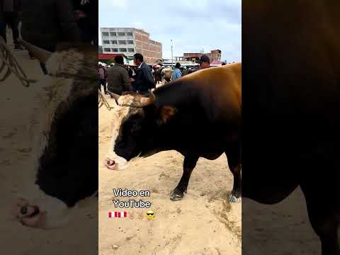 Animales para sacrificio o engorde en celendin Cajamarca #arribalaganaderiaperuana