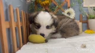 コーギーの動画01