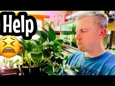 Why Your Pothos Plant Isn’t Growing!