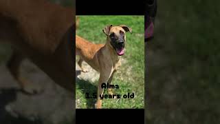 Video preview image #1 Mutt Puppy For Sale in Crandall, GA, USA