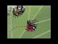PBS Kids Station ID Doodle Bugs WTVS 2004