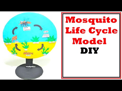 life cycle of a butterfly model 3d making using cardboard science project howtofunda still model
