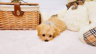 ハーフ犬の動画02