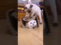 Cute Cat Funny Shorts