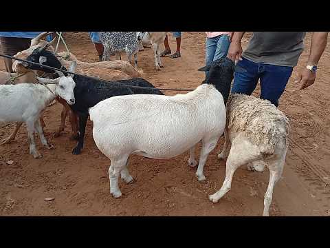 Feira de caprinos e Ovinos de jataúba PE 23/10/2026/ parte 1