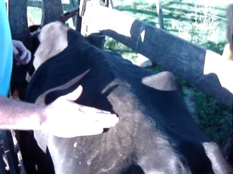 APLICACION ETIQUETA FASCO AP