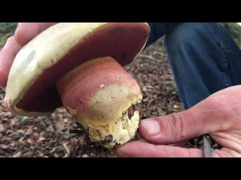 Identifying the Satans Bolete, Rubroboletus satanas