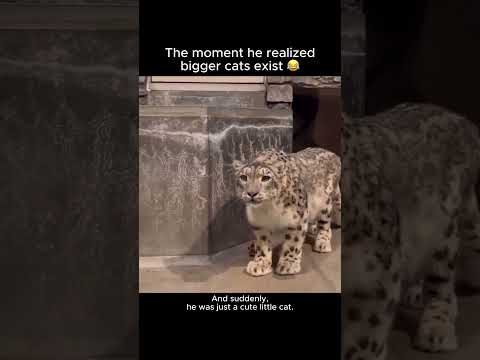 The moment he realized bigger cats exist 😂