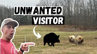 Intruder on the Farm!