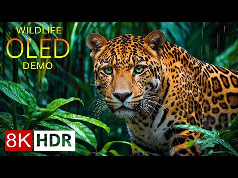 8K HDR EXOTIC JUNGLE ANIMALS – Rare Wildlife of the Rainforest