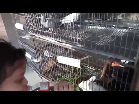 Oroni Is Excited 2 meet WiTh Rabbits