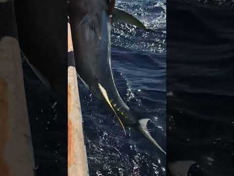 長距離マグロ釣りはこんな感じ