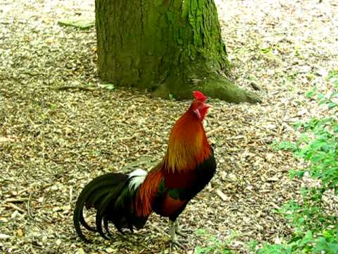 Hahn kräht ganz laut