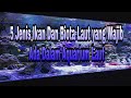 Ikan Hias Air Laut Pemakan Lumut