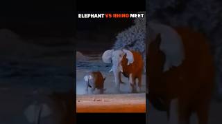 Download lagu elephant attack rhino #shorts  #trending #wildlife #animals #youtubeshort mp3