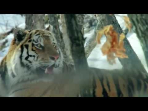 Tier Dokumentarfilm - Big Five Asien - Der Amur Tiger ★Dokumentarfilm Doku HD