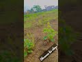 Video Jemdar Status Punjabi Songs Status Video Kheti Badi Shorts Shorts Khati Village
