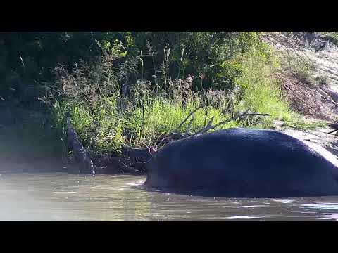 Djuma: Hippo and Crocodile - 08:06 - 03/05/20