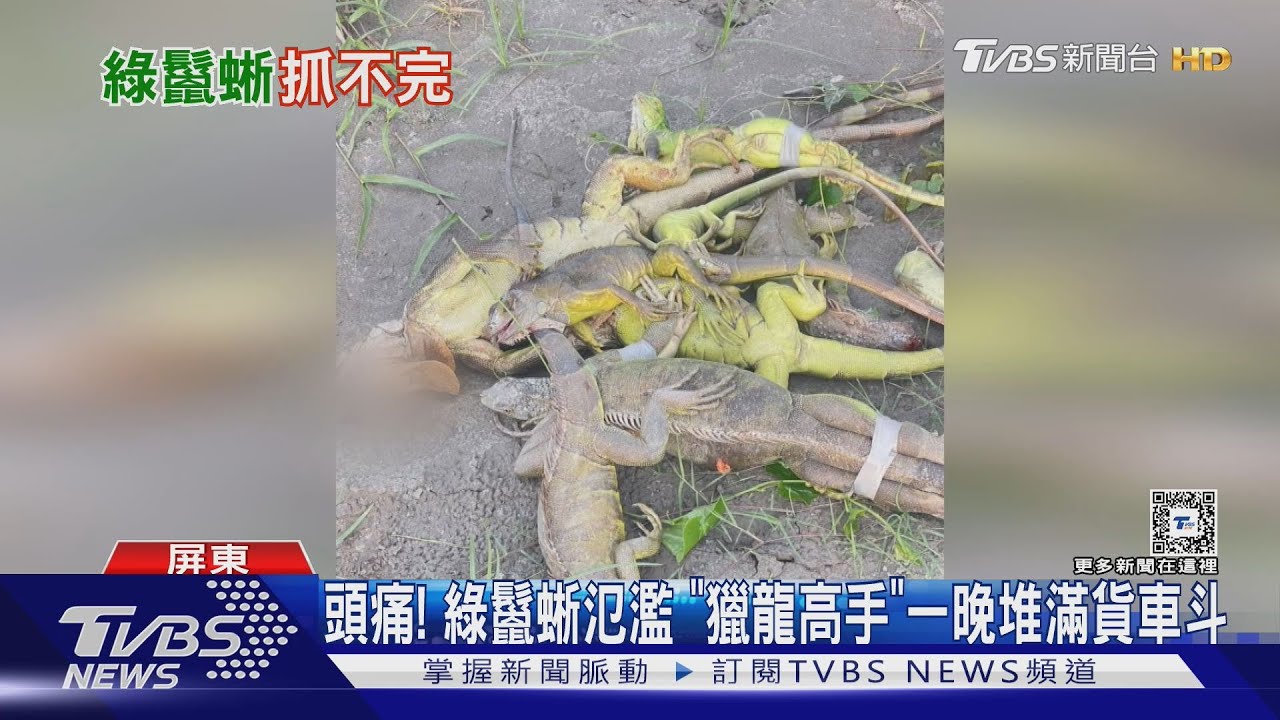 多成這樣!屏東綠鬣蜥爬滿樹 「從天而降」猶如降雨